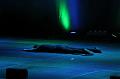 T-20180113-162729_IMG_9510-7