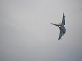 T-20180609-105300_P2600495-GX1