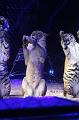 T-20190320-211245_IMG_8225