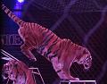 T-20190320-210451_IMG_7791a