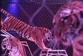T-20190320-210454_IMG_7797a