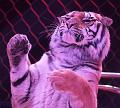 T-20190320-210703_IMG_7951a