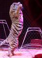 T-20190320-211655_IMG_8397a