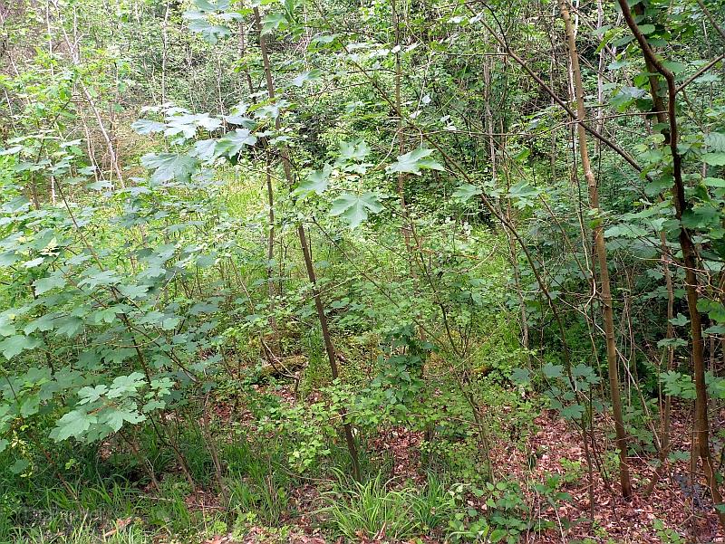 P1690073.JPG
