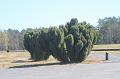 T-20200419-103900_IMG_0625-7d