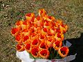 T-20200419-104955_P7560406-gx1