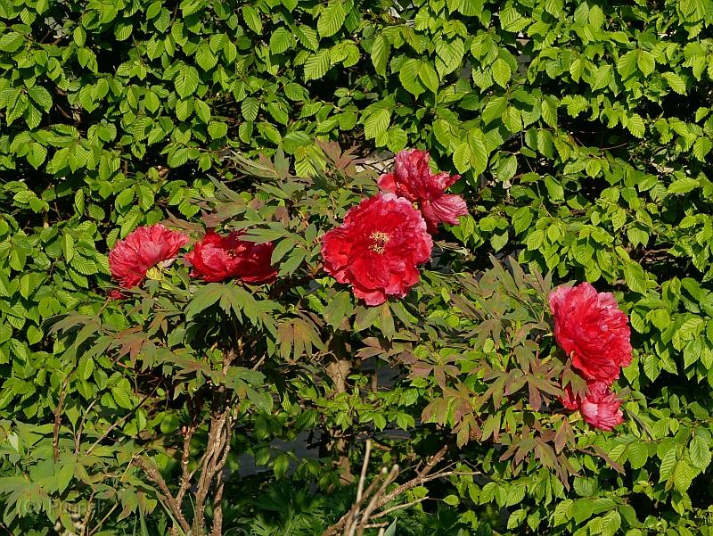 P7580215.JPG
