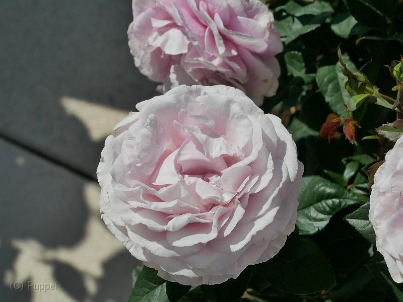 P9060041.JPG