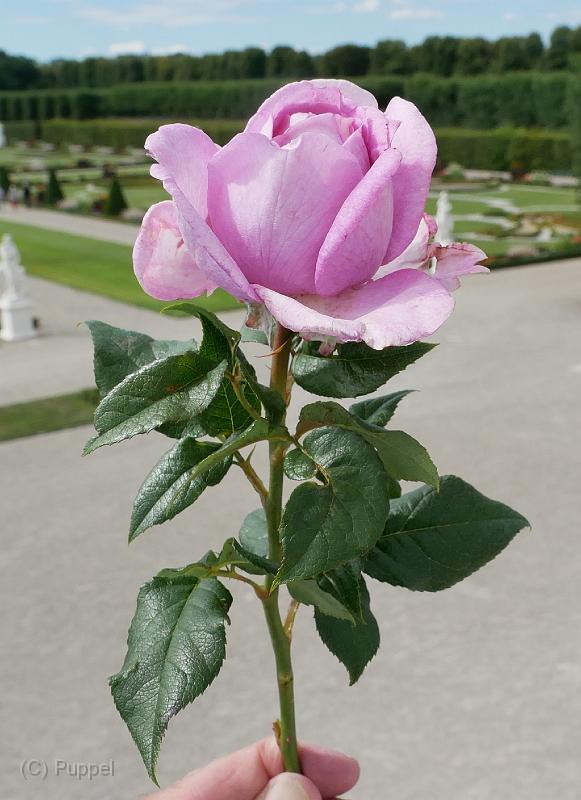 P9070169a.jpg
