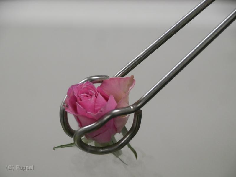 P9320146.JPG