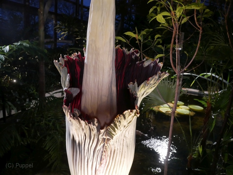 T-20211126-164028-P9650062-GX1-s.JPG