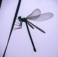 P1970342aa
