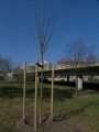 P2900982a
