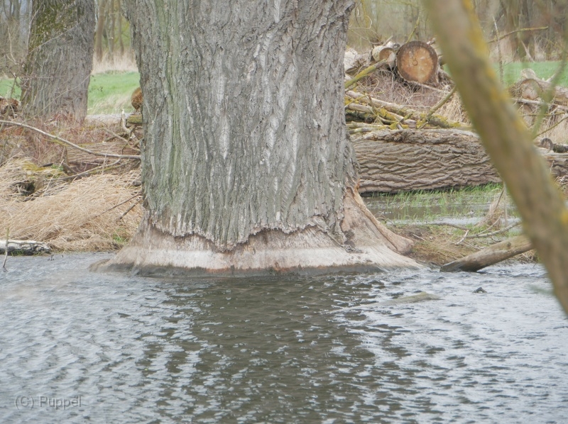 M-P3190731a.jpg