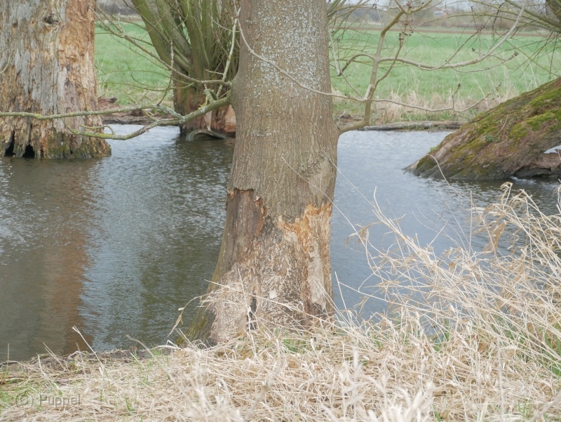 M-P3190734.JPG