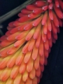 H-T-20220527-121035-P4190269a